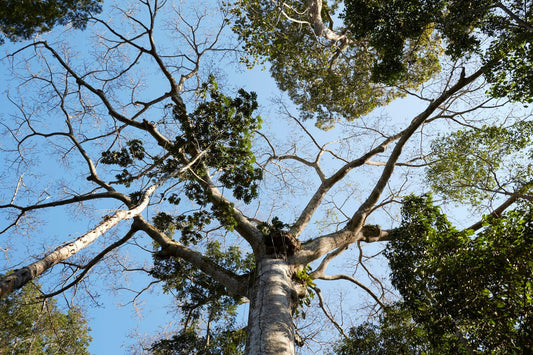 Mother Tree - Costa Brazil