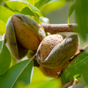 Sweet Almond Oil