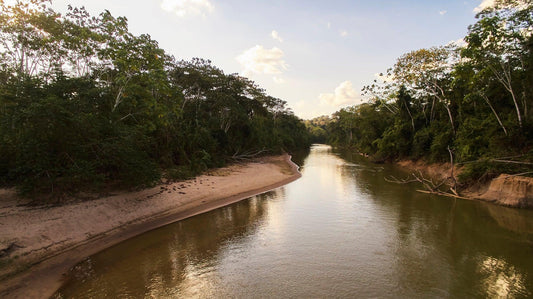Meet MuCA: An Amazonian Museum - Costa Brazil