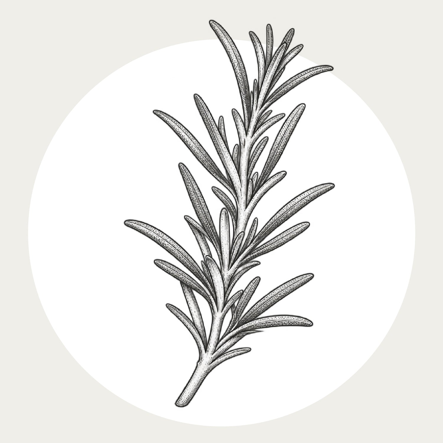 Rosemary Leaf Oil