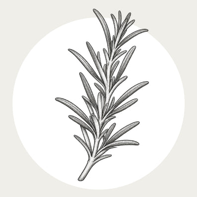 Rosemary Leaf Oil