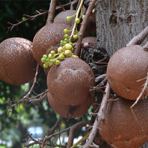 Brazil Nut Oil